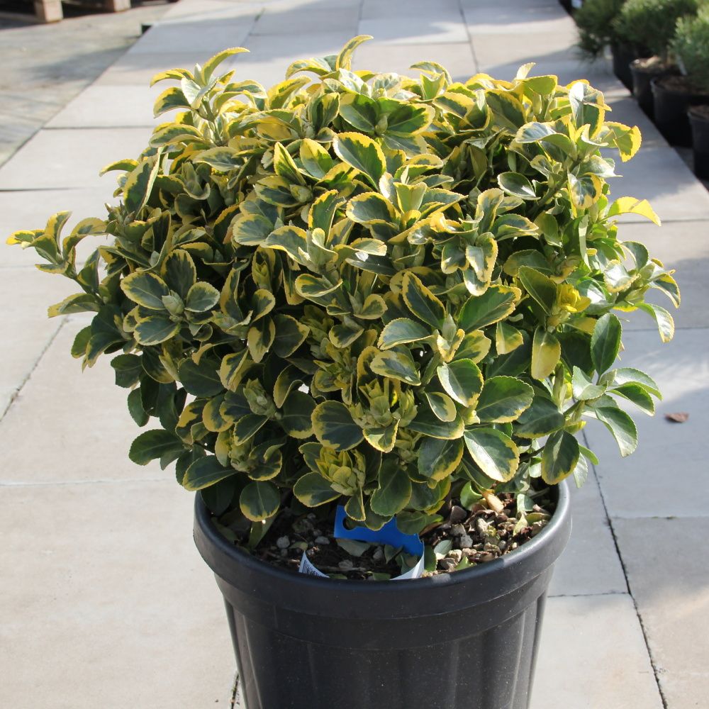 Stálezelené keře - Brslen japonský 'Elegant. Aureus' květináč 15 litrů, průměr 30/40cm, tvarovaný, koule