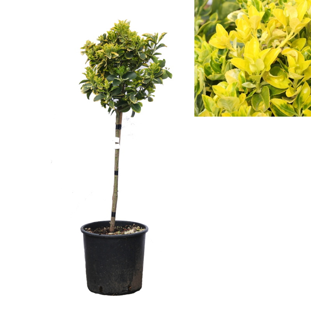 Stálezelené keře - Brslen japonský Elegant. Aureus květináč 9 litrů, kmínek 50cm, stromek