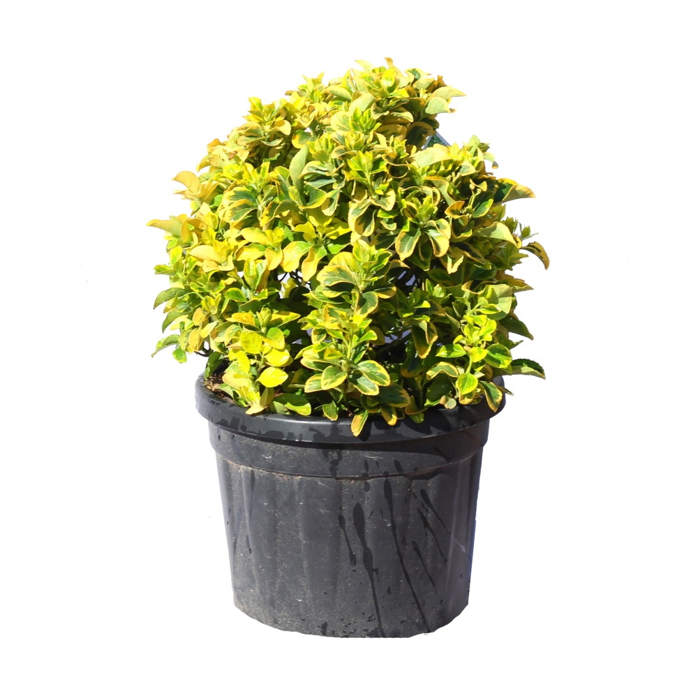 Stálezelené keře - Brslen japonský Elegantissimus Aureus květináč 18 litrů, průměr 30/40cm, tvarovaný, koule