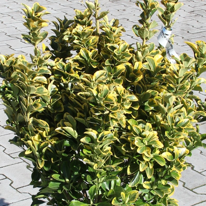 Keře okrasné listem - Brslen japonský 'Elegantissimus Aureus' květináč 18 litrů, výška 80/100cm, keř