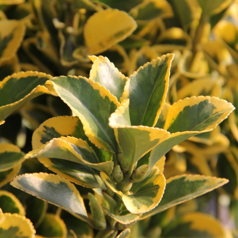 Brslen japonský 'Elegantissimus Aureus' květináč 18 litrů, výška 80/100cm, keř-0