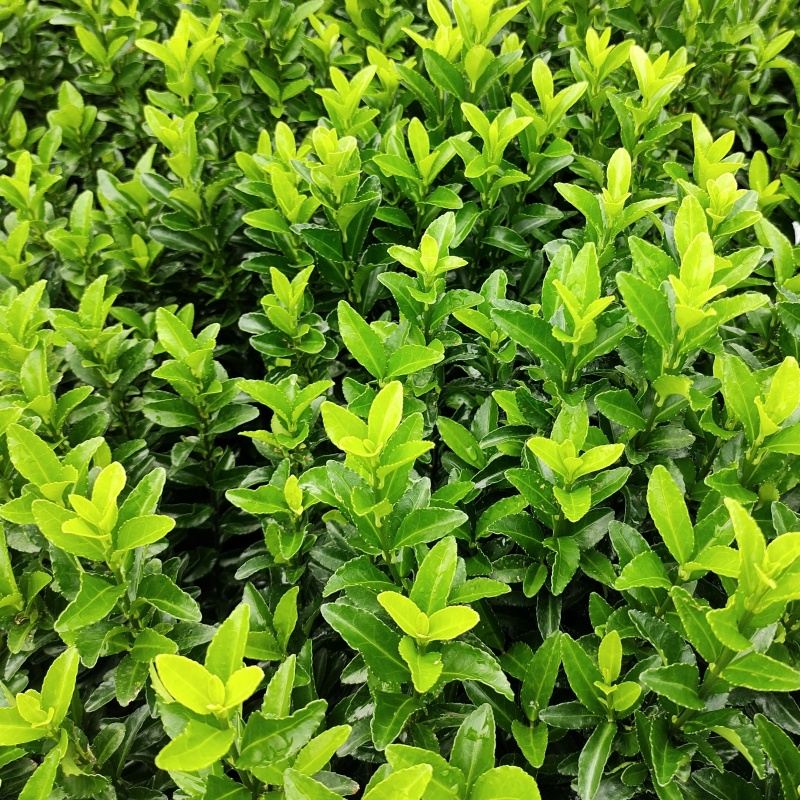 Keře okrasné listem - Brslen japonský  Green Spire koule, výška 20/25cm, květináč 2 litry