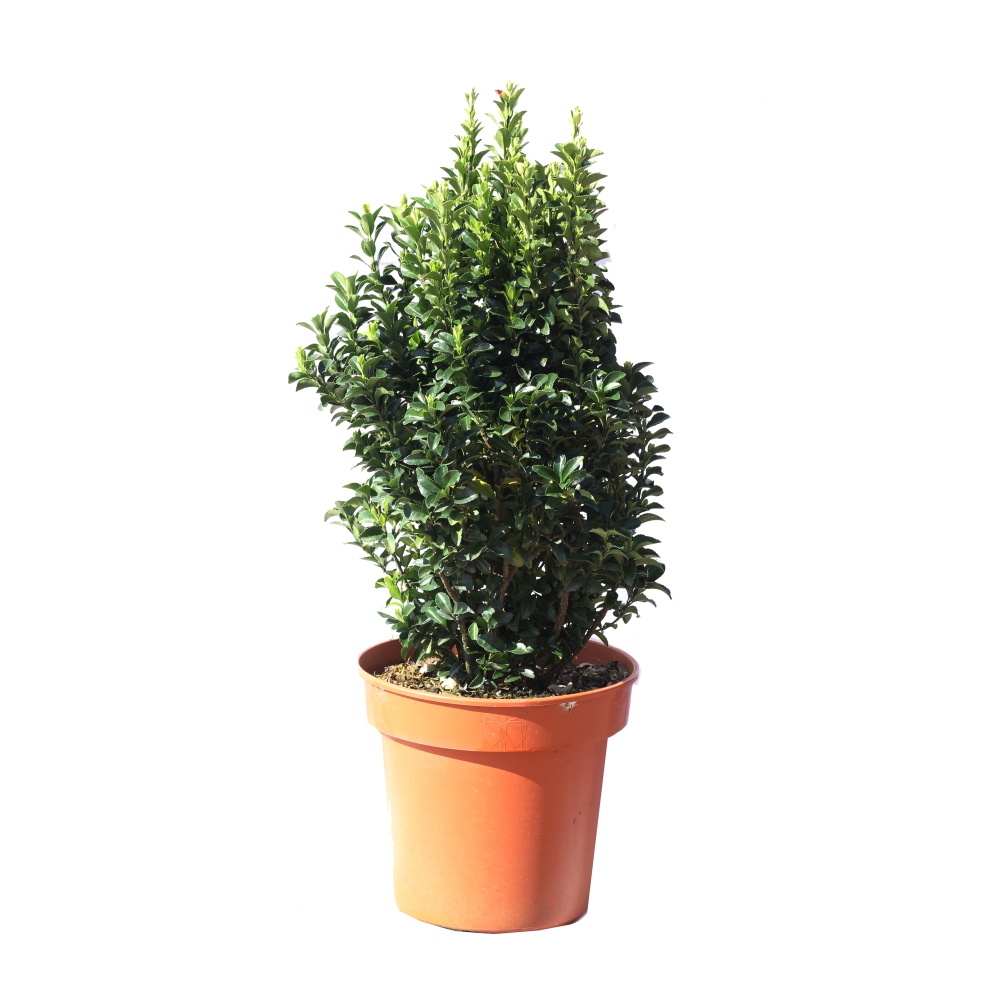 Stálezelené keře - Brslen japonský  Green Spire květináč 10 litrů