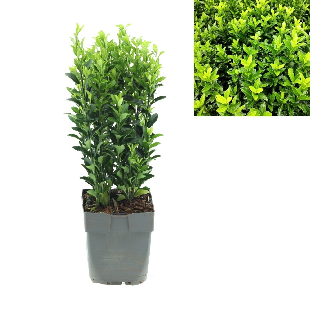 Stálezelené keře - Brslen japonský Green Spire výška 15/20cm, květináč 12cm