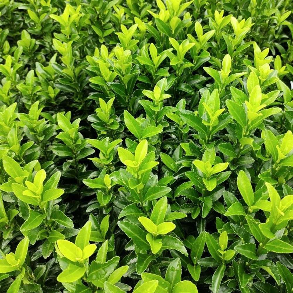 Brslen japonský Green Spire výška 15/20cm, květináč 12cm-0