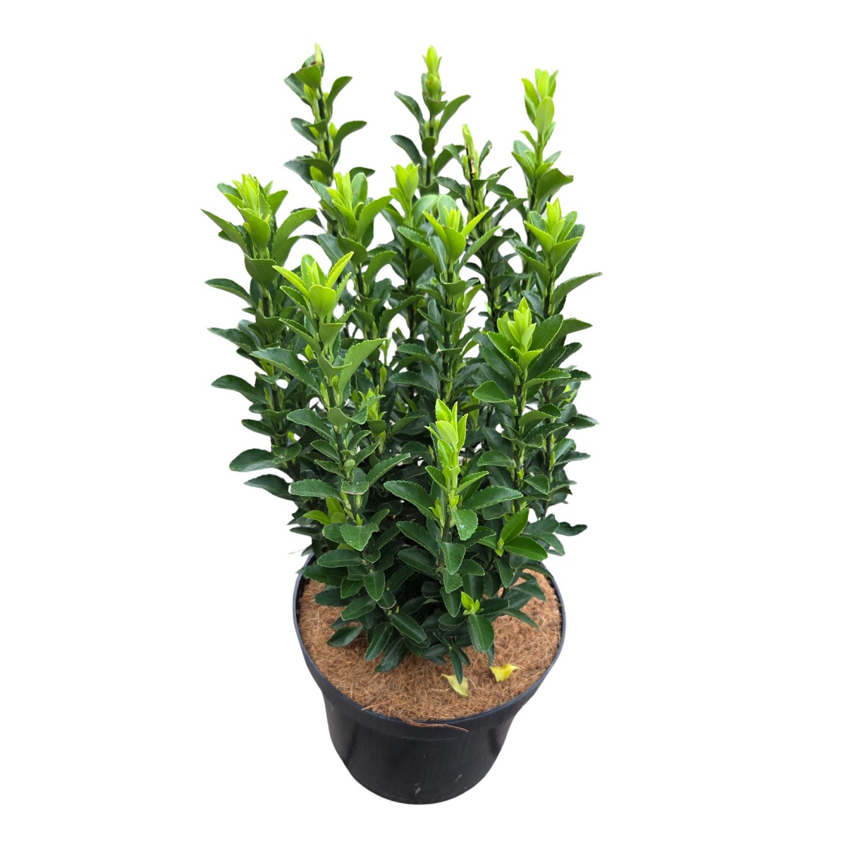 Stálezelené keře - Brslen japonský Green Spire výška 20/30cm, květináč 2,5 litru