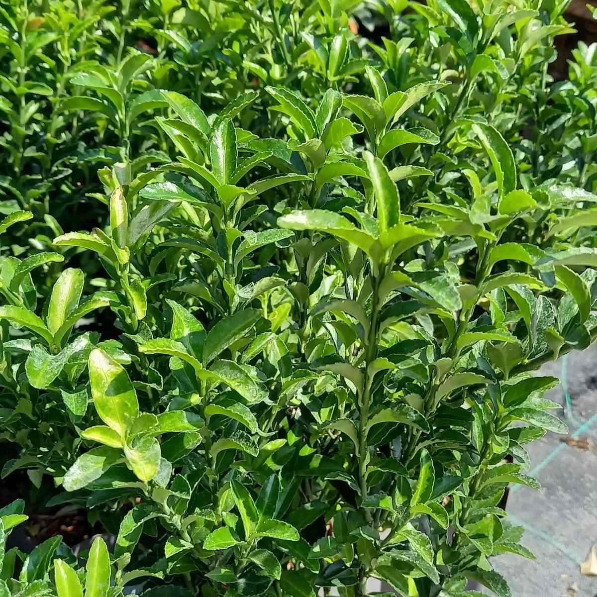 Brslen japonský Green Spire výška 20/30cm, květináč 2,5 litru-0