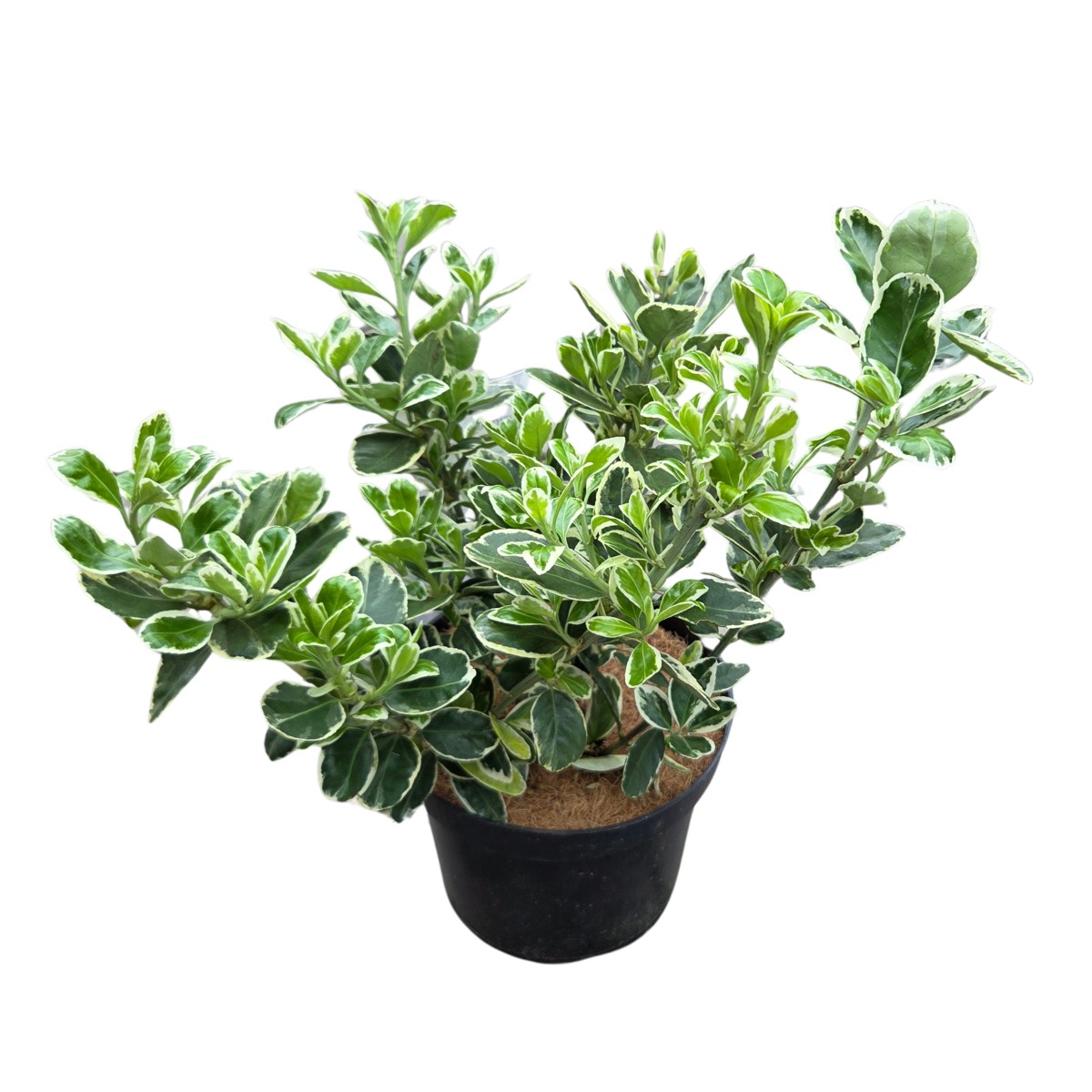 Stálezelené keře - Brslen japonský Kathy květináč 2,5 litru, výška 25/30cm, keř