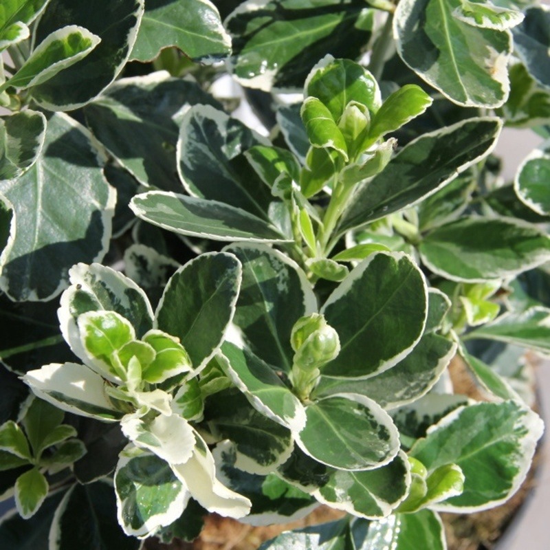 Brslen japonský Kathy květináč 2,5 litru, výška 25/30cm, keř-0