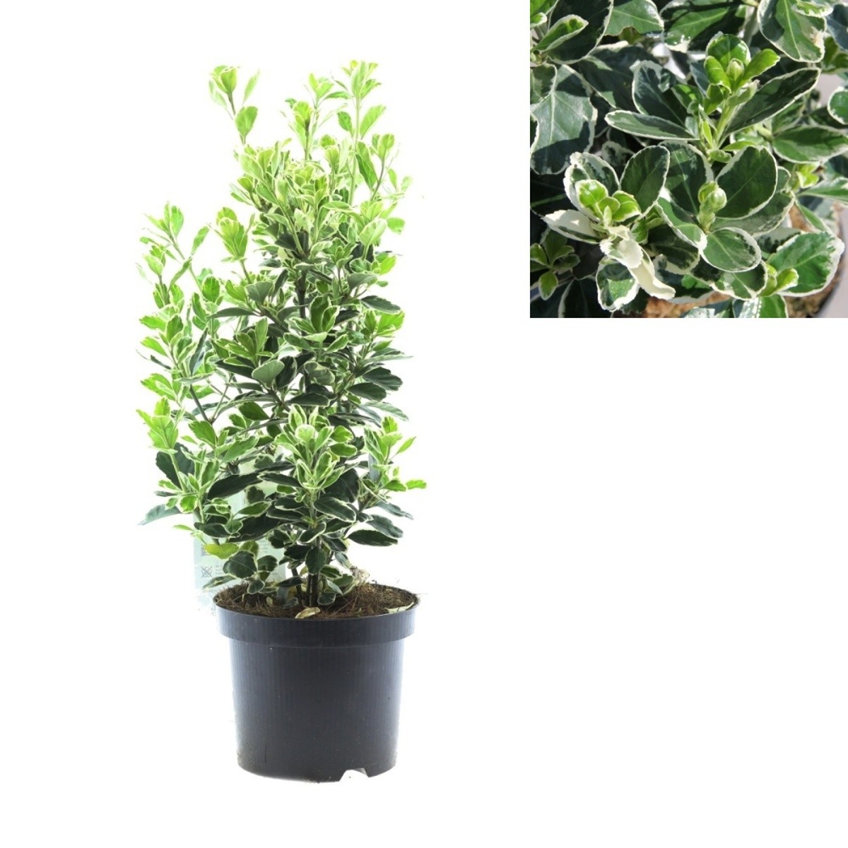 Stálezelené keře - Brslen japonský Kathy květináč 2,5 litru, výška 25/30cm, keř