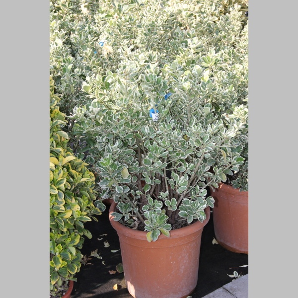 Brslen japonský 'Kathy' květináč 25 litrů, váška 100/125cm, keř-0