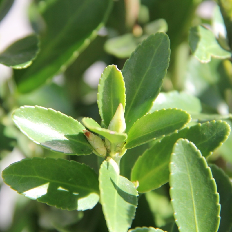 Stálezelené keře - Brslen japonský květináč 10 litrů, výška 50/60cm, keř