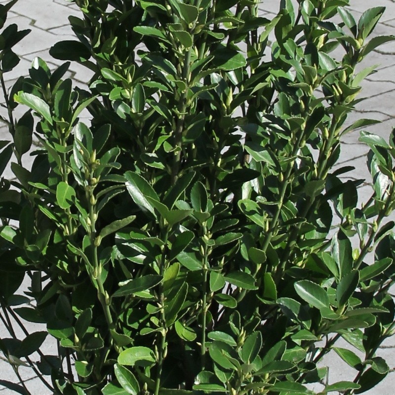 Brslen japonský květináč 10 litrů, výška 50/60cm, keř-0