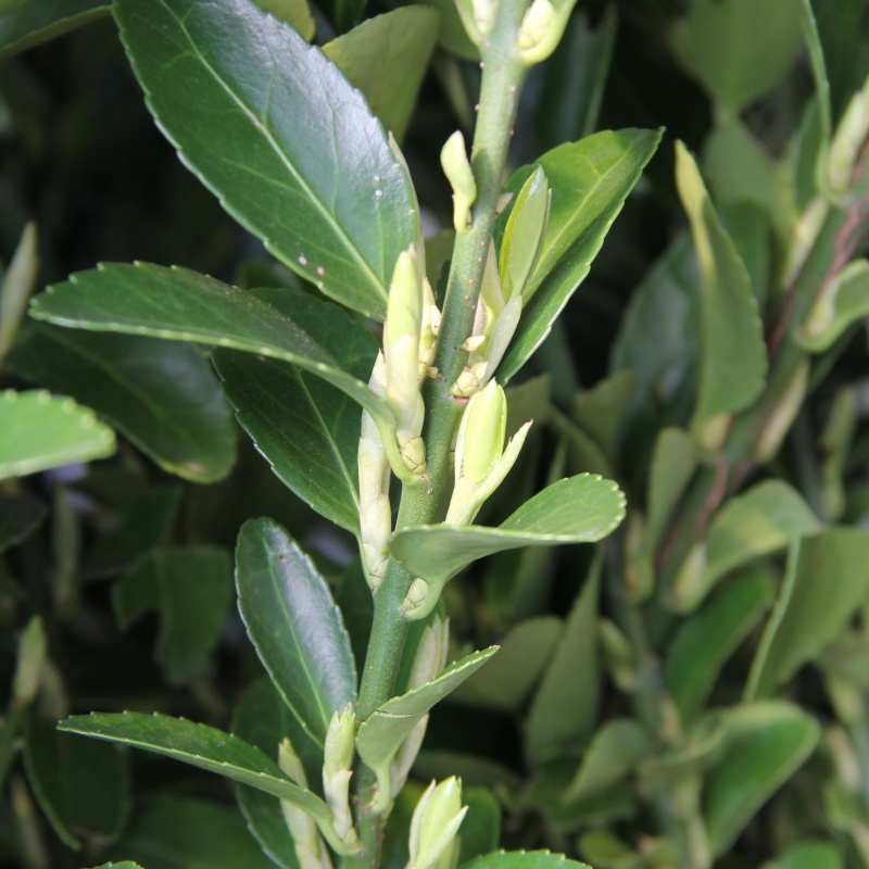 Brslen japonský květináč 10 litrů, výška 50/60cm, keř-1