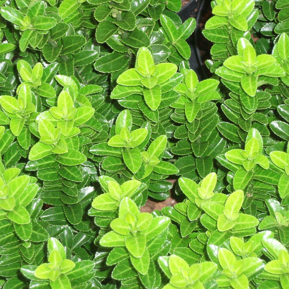 Stálezelené keře - Brslen japonský květináč 9 litrů, kmínek 50cm, stromek