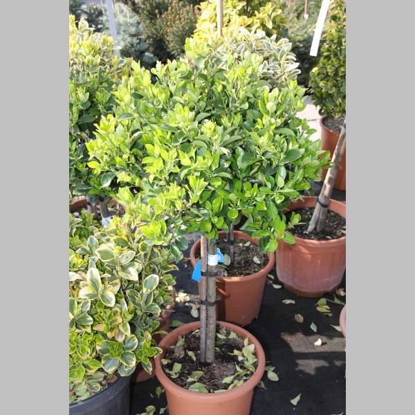 Brslen japonský květináč 9 litrů, kmínek 50cm, stromek-1