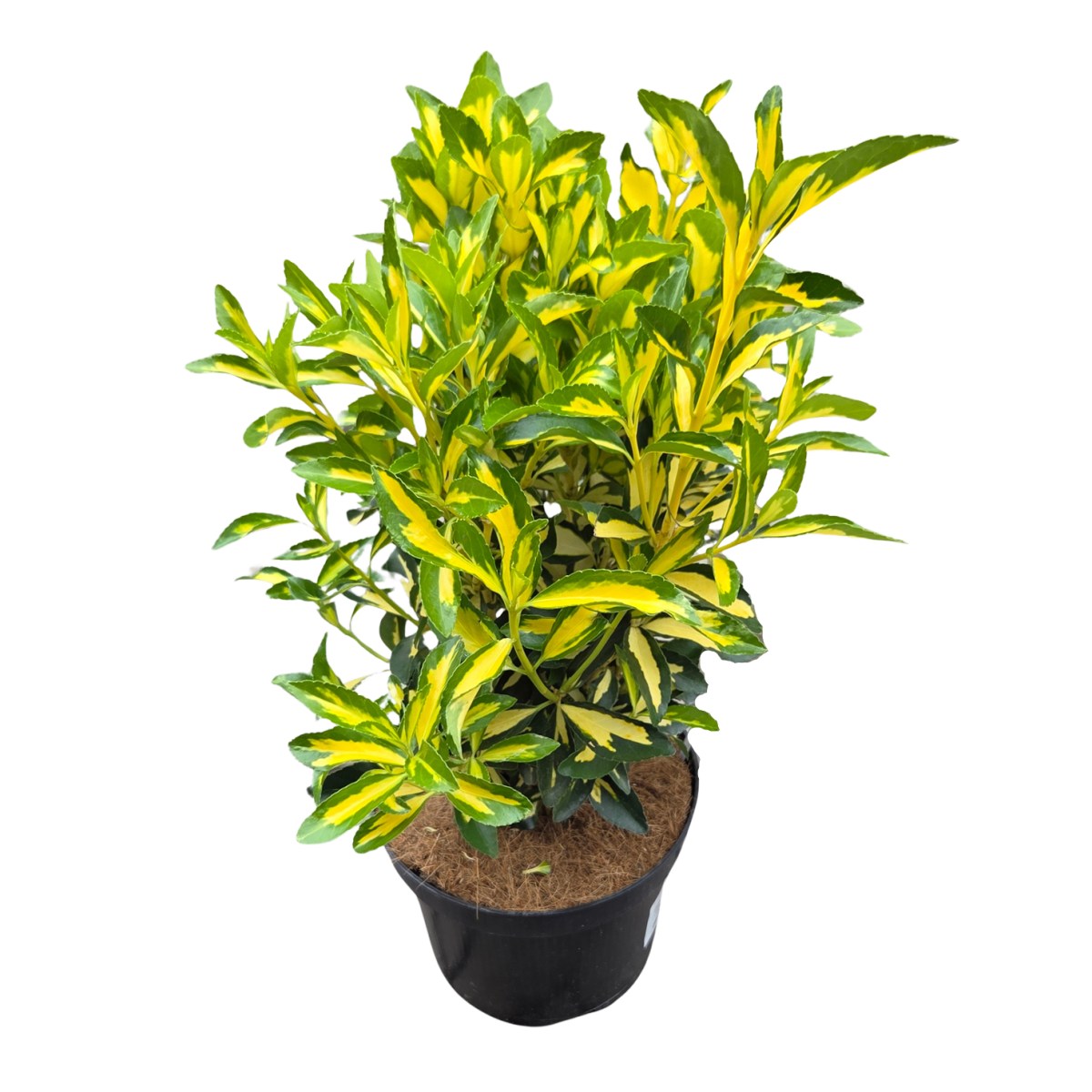 Stálezelené keře - Brslen japonský 'Luna' květináč 2,5 litru, výška 25/30cm, keř