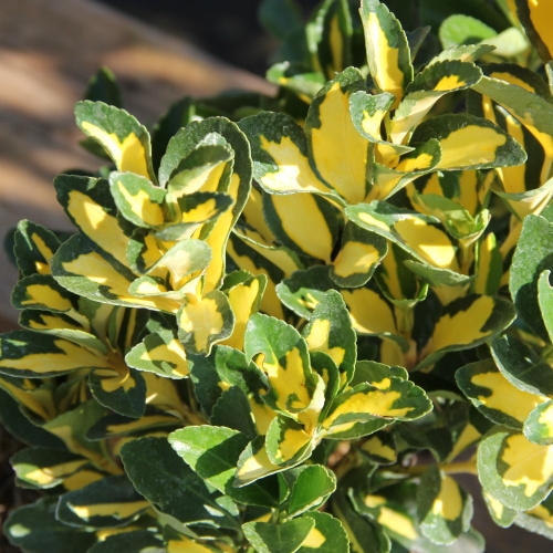 Brslen japonský 'Luna' květináč 2,5 litru, výška 25/30cm, keř-0