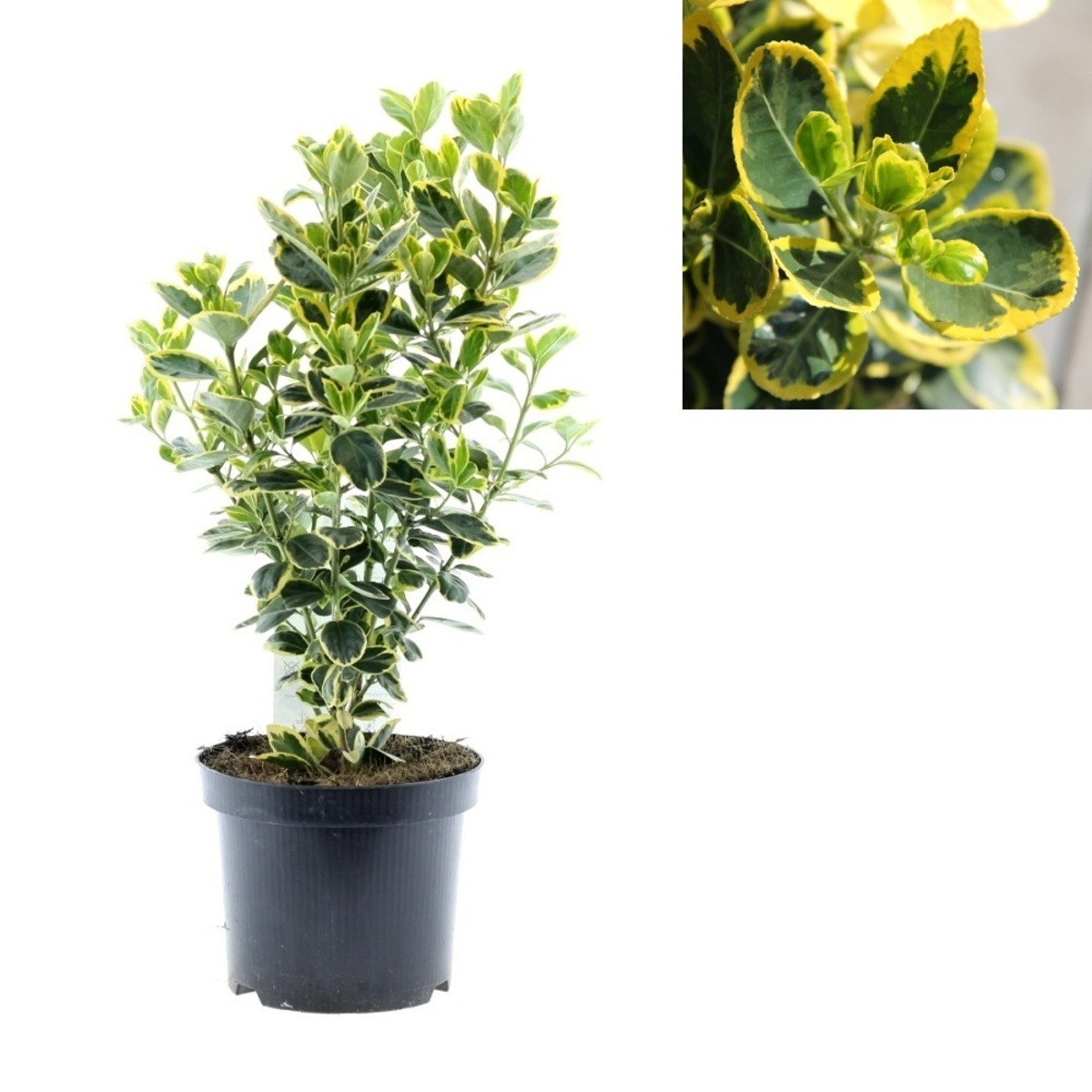 Stálezelené keře - Brslen japonský Marieke květináč 2,5 litru, výška 25/30cm, keř