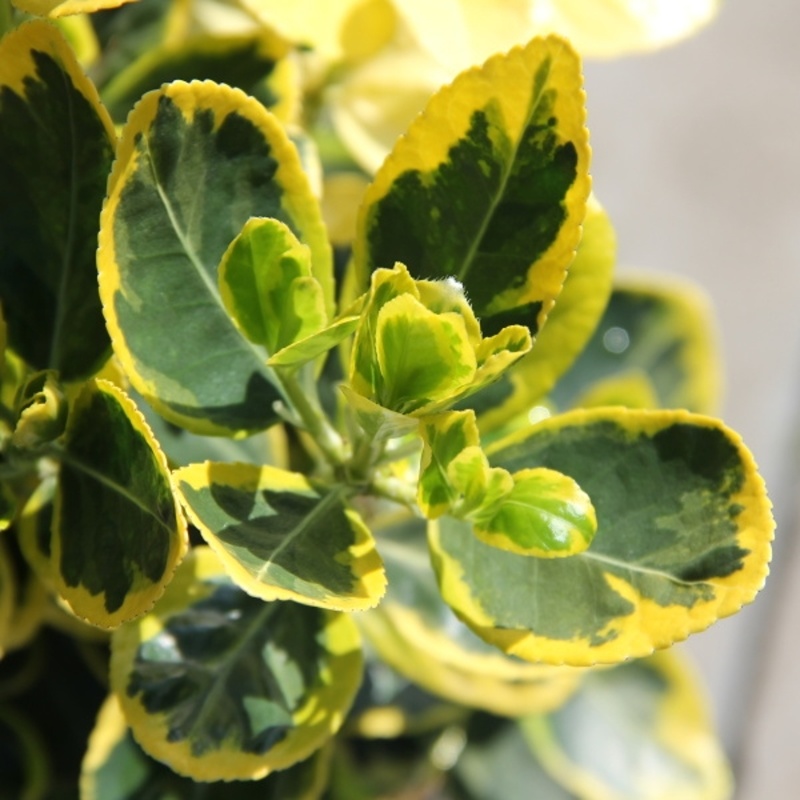 Brslen japonský Marieke květináč 2,5 litru, výška 25/30cm, keř-0