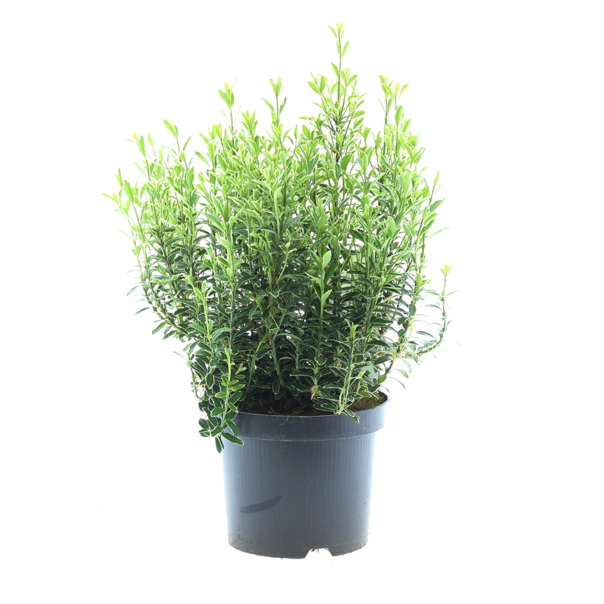 Stálezelené keře - Brslen japonský Microphyllus Albovariegatus výška 25/30cm, květináč 2,5 litru