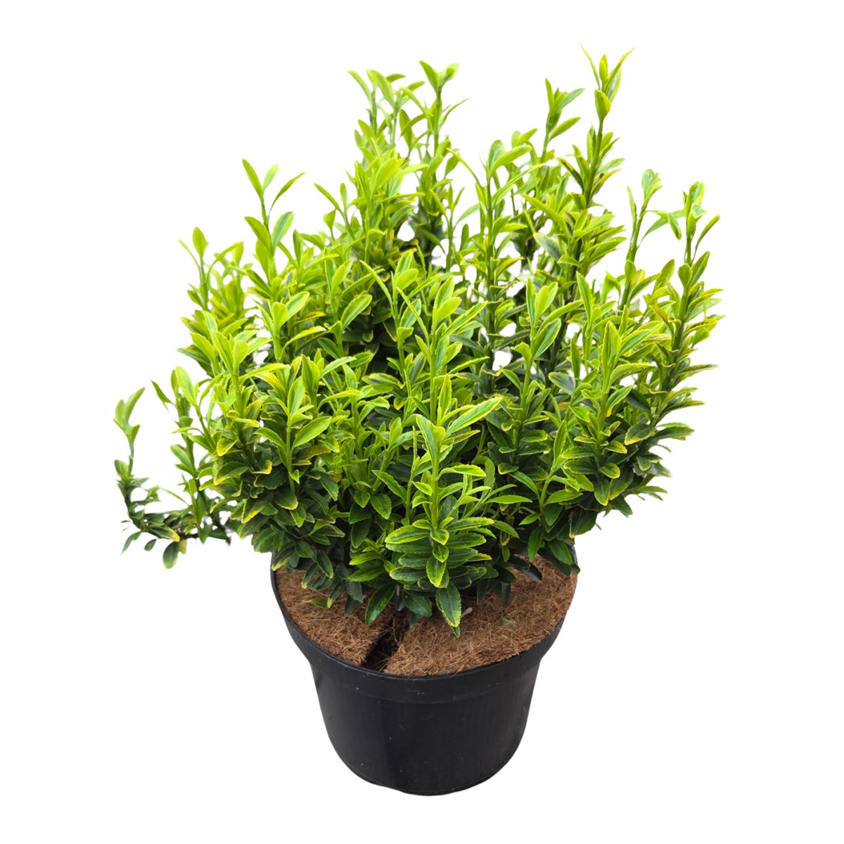 Stálezelené keře - Brslen japonský Microphyllus Aureovariegatus květináč 2,5 litru, výška 25/30cm, keř