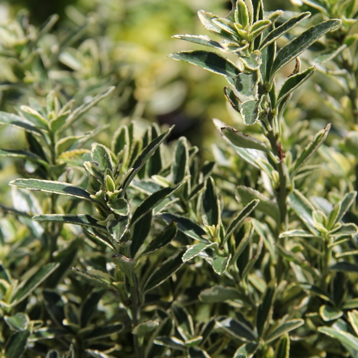 Keře okrasné listem - Brslen japonský 'Microphyllus Pulchellus' výška 20/30cm, květináč 2,5 litru