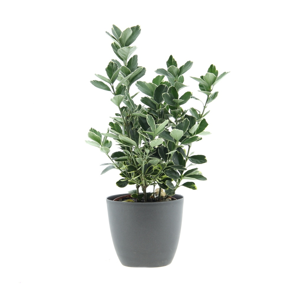 Podzimní rostliny - Brslen japonský MIX květináč 12cm, výška 20/30cm, keř