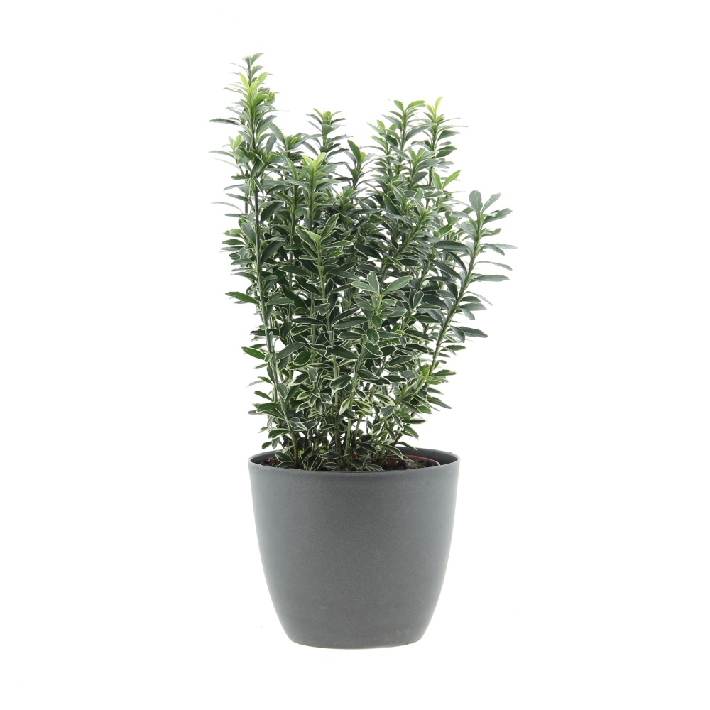 Brslen japonský MIX květináč 12cm, výška 20/30cm, keř-0