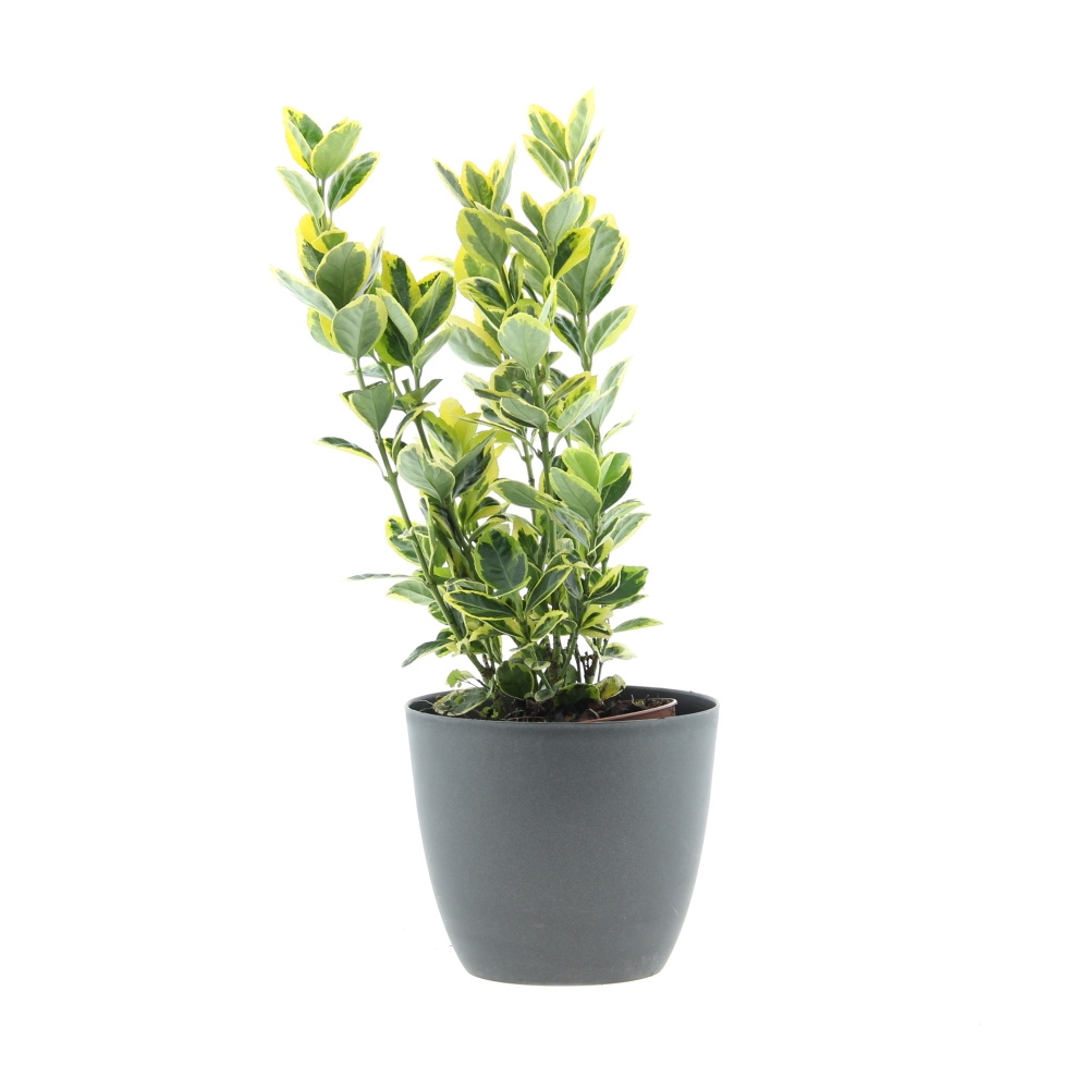 Brslen japonský MIX květináč 12cm, výška 20/30cm, keř-1