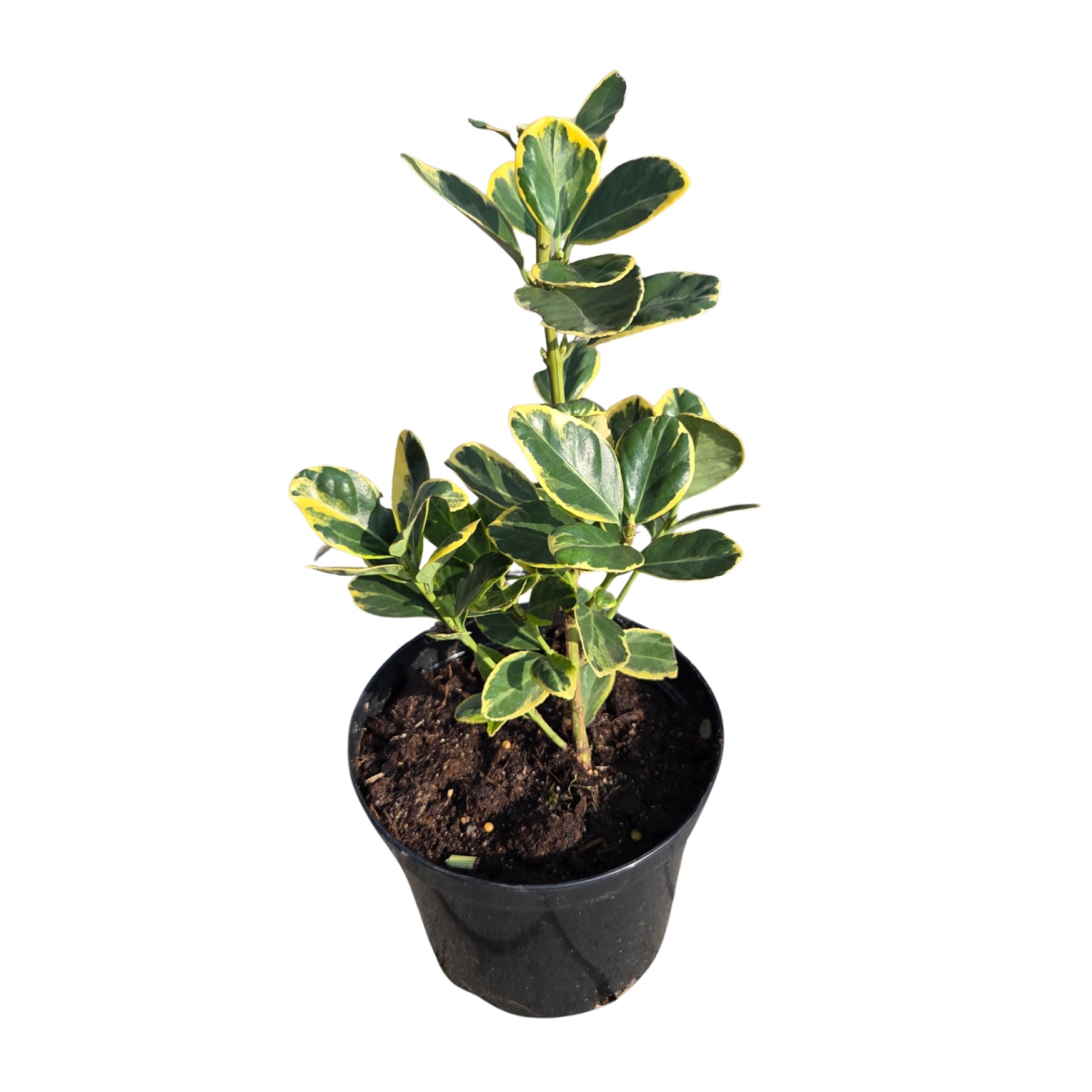 Stálezelené keře - Brslen japonský Ovatus Aureus květináč 1 litr