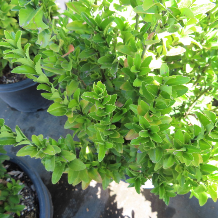 Stálezelené keře - Brslen japonský 'Paloma Blanca' květináč 10 litrů, výška 30/40cm, keř