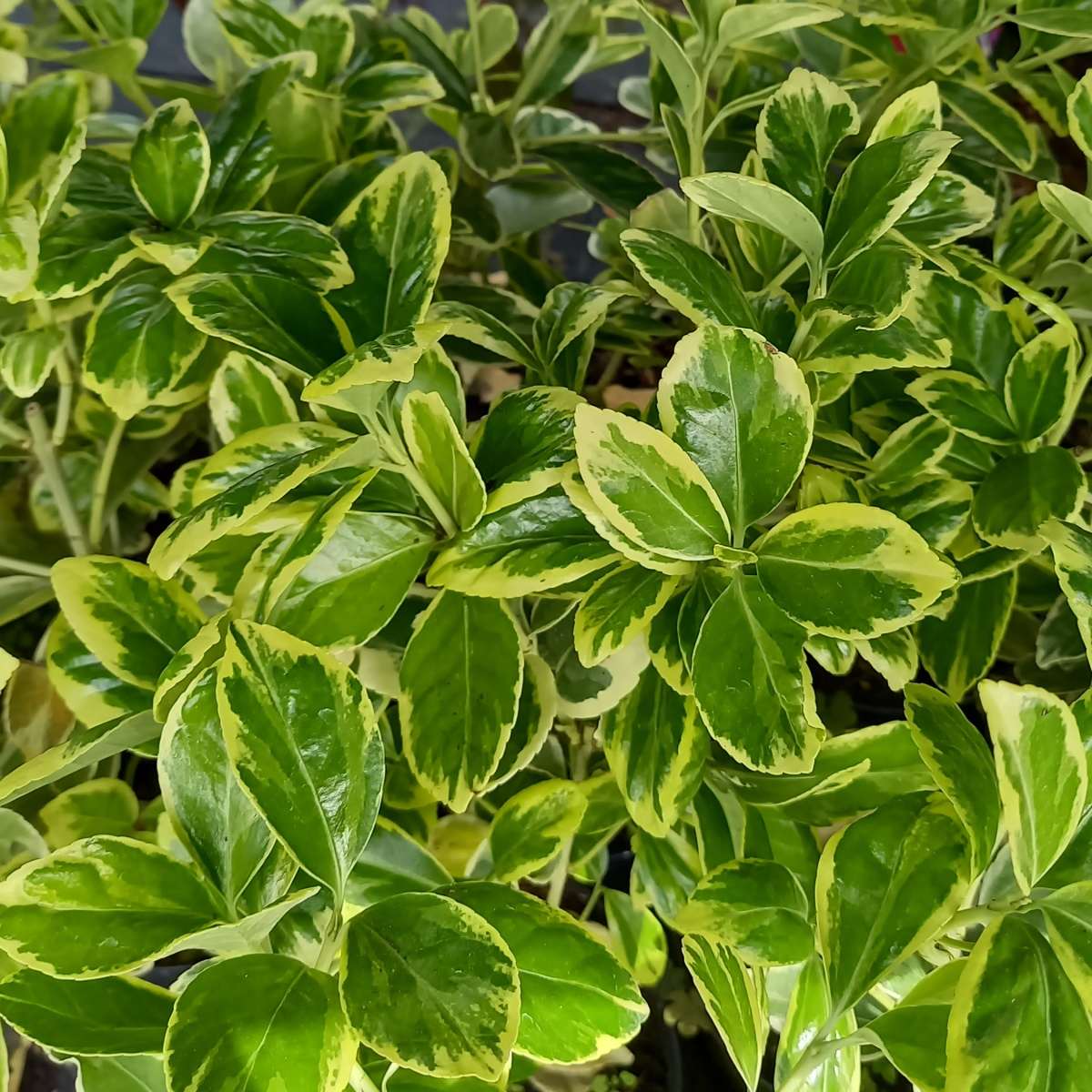 Stálezelené keře - Brslen japonský President Gauthier výška 60/80cm, květináč 10 litrů