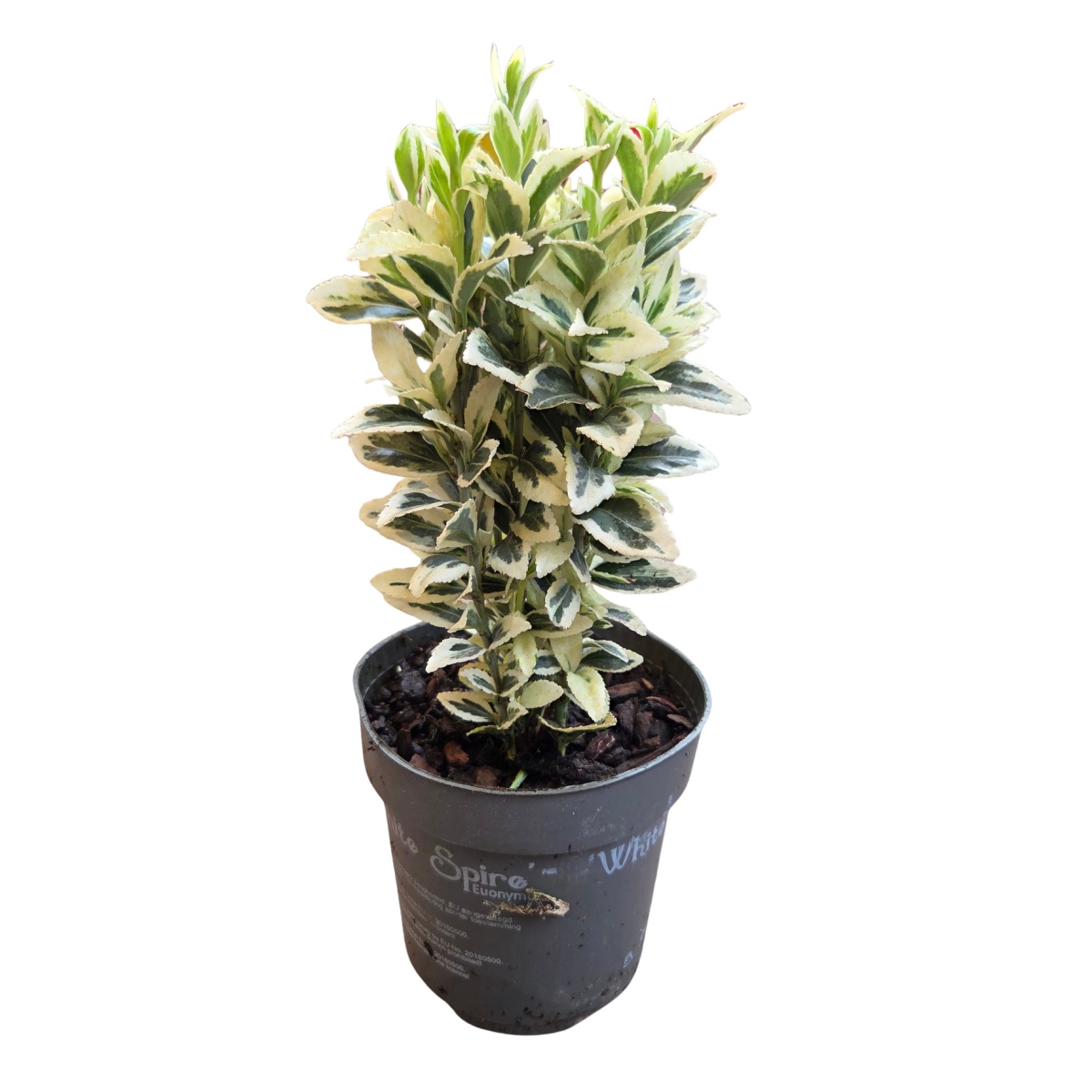 Stálezelené keře - Brslen japonský White Spire květináč 11cm