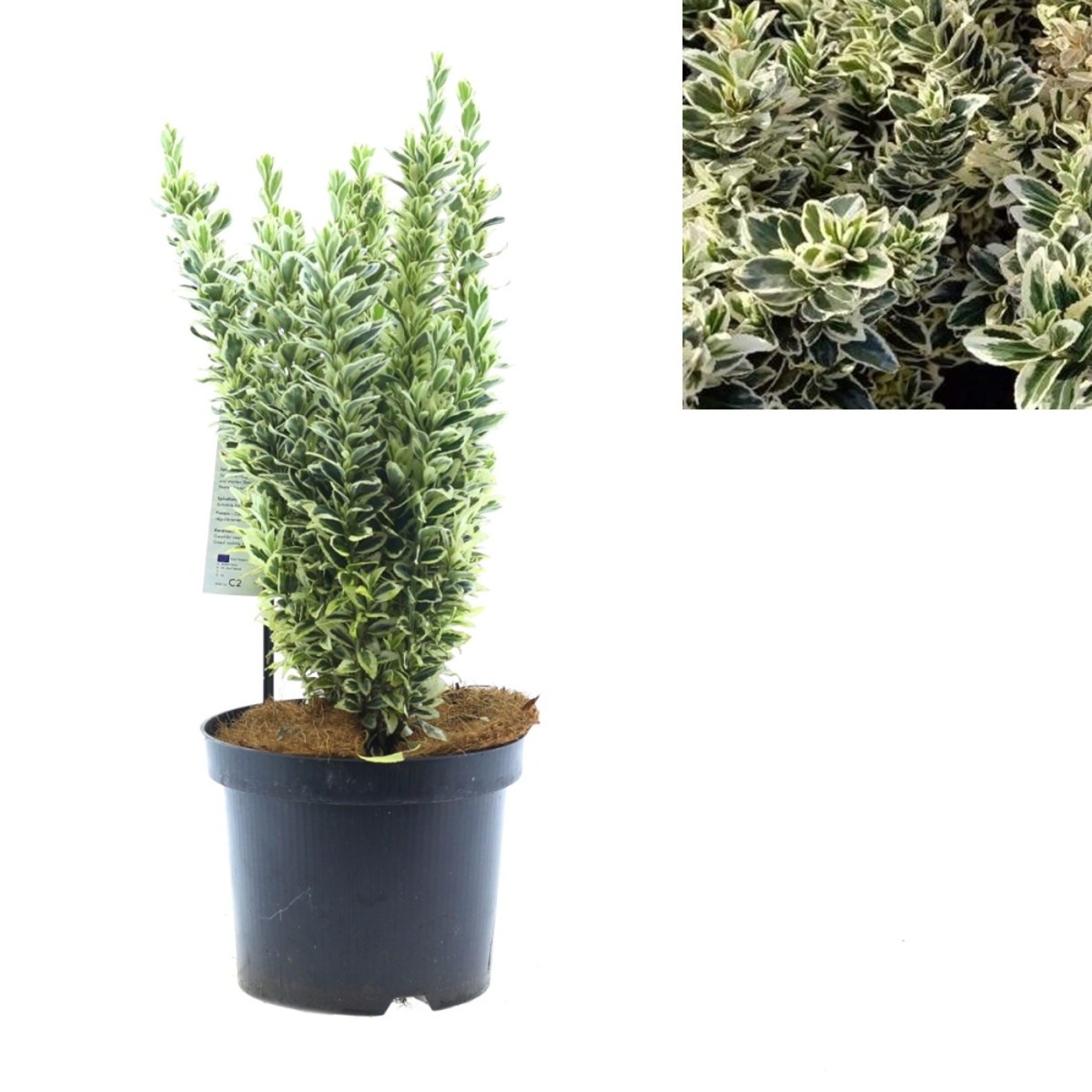 Stálezelené keře - Brslen japonský White Spire květináč 2,5 litru