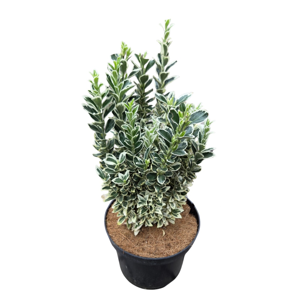 Stálezelené keře - Brslen japonský White Spire květináč 2,5 litru