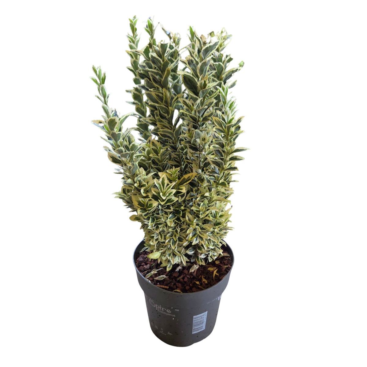 Stálezelené keře - Brslen japonský White Spire výška 30/40cm, květináč 4 litry