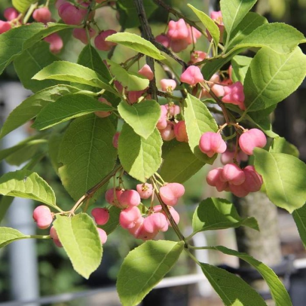 Keře okrasné listem - Brslen korkovitý výška 60/80cm, 10 litrů