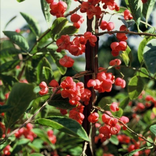 Brslen křídlatý 70 litrů, vícekmen-0