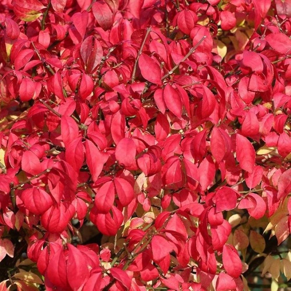 Listnaté stromky a stromy - Brslen křídlatý Compactus kmínek 1/2, lvětináč 18 litrů