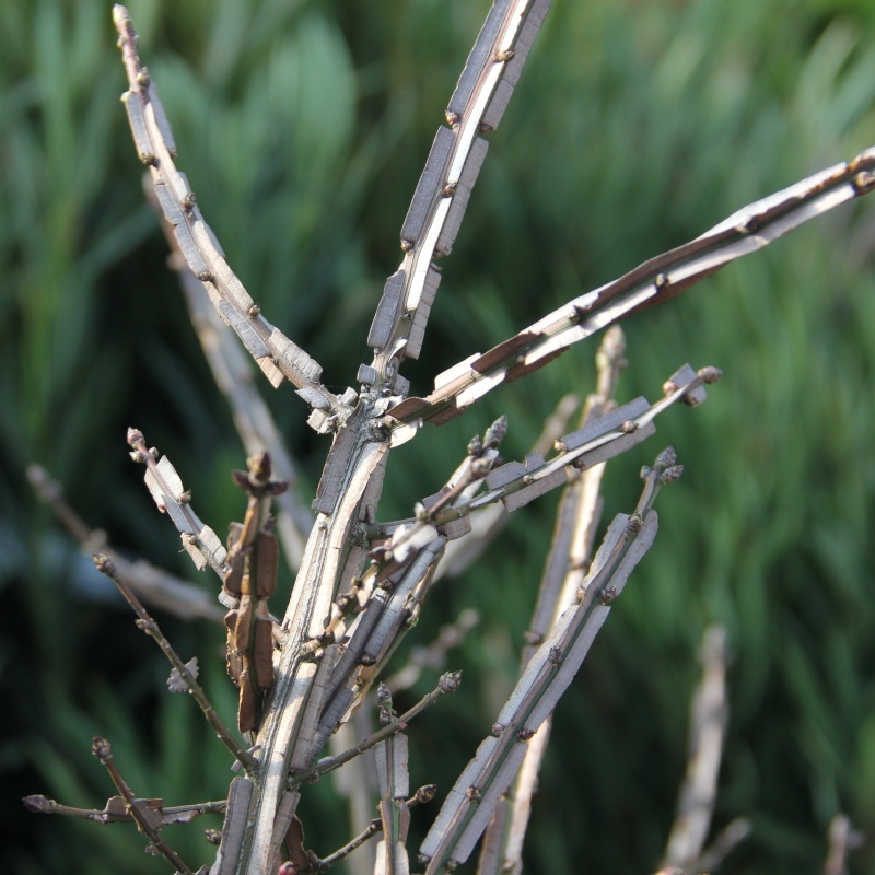 Keře okrasné listem - Brslen křídlatý květináč 20 litrů, výška 80/100cm,  keř, vícekmen