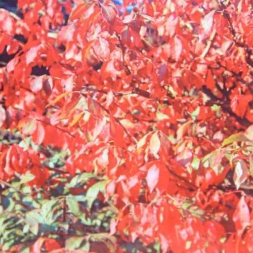 Brslen křídlatý květináč 20 litrů, výška 80/100cm,  keř, vícekmen-0