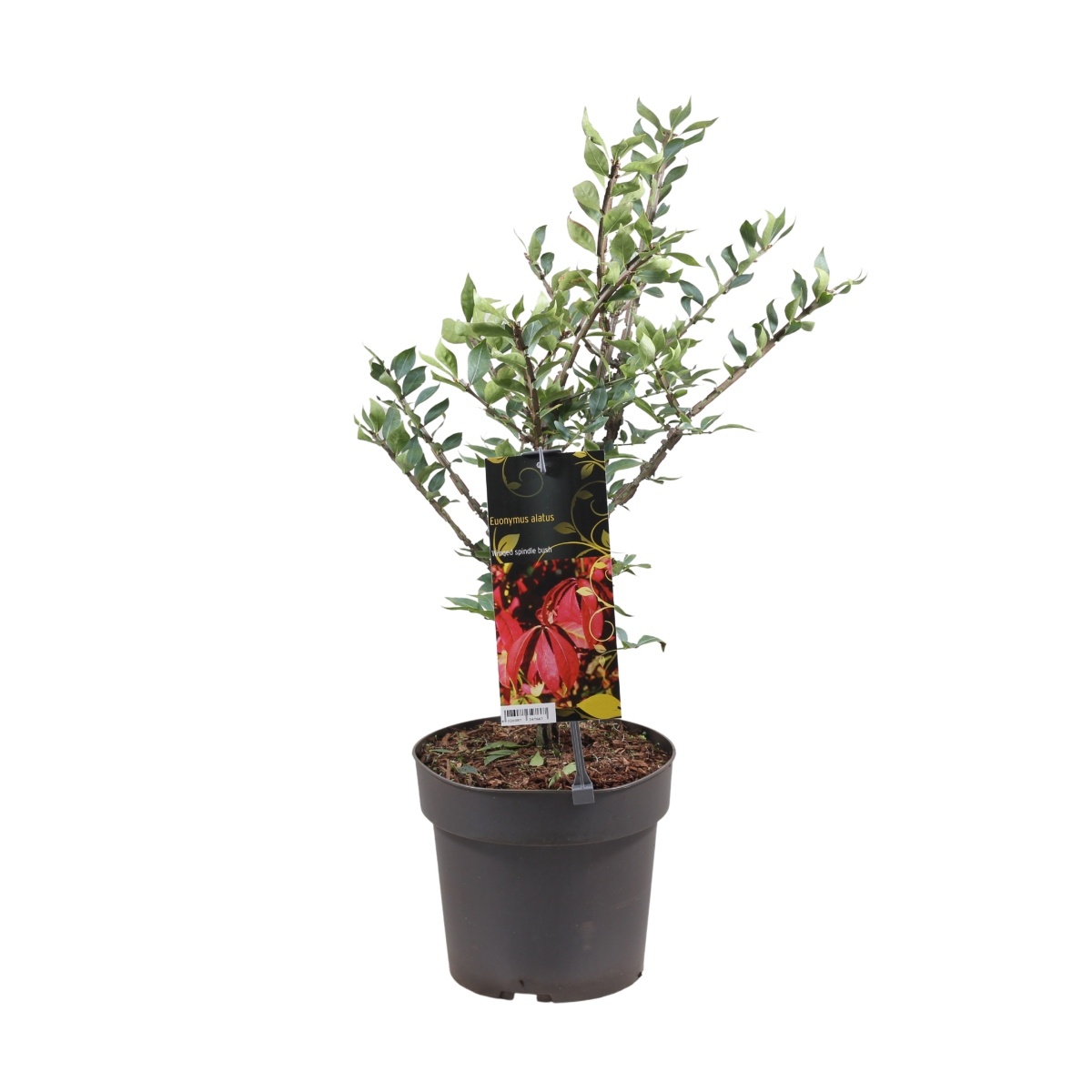 Keře okrasné listem - Brslen křídlatý květináč 5 litrů, 30/40cm, keř