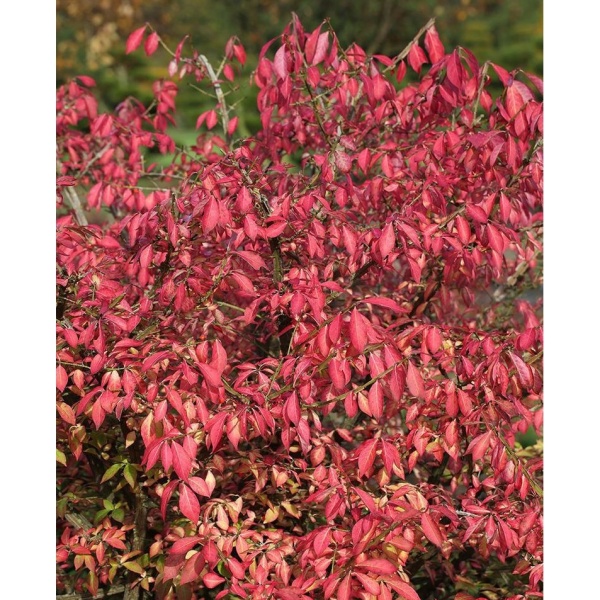 Keře okrasné listem - Brslen křídlatý výška 80/100cm