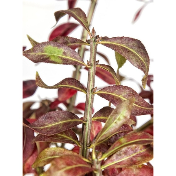 Brslen křídlatý výška 80/100cm-0