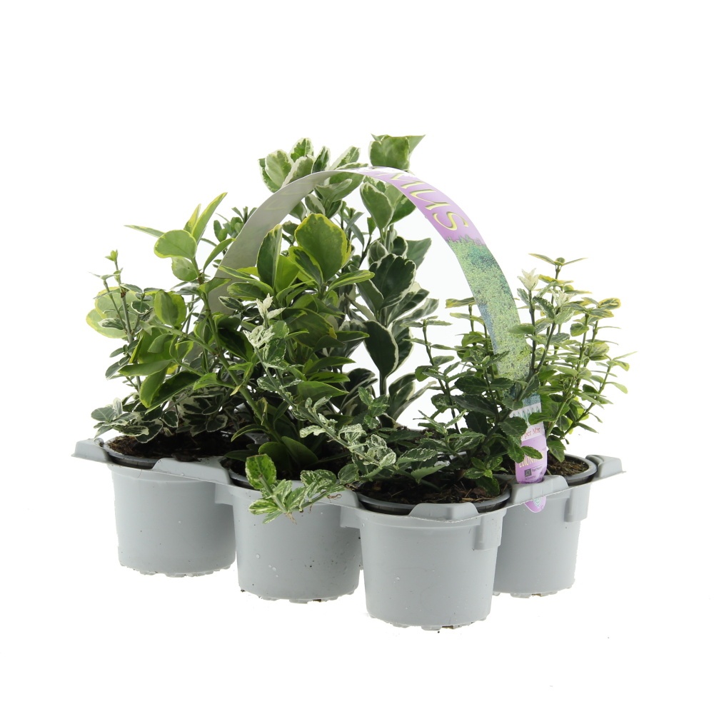 Podzimní rostliny - Brslen mix 6-pack