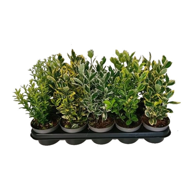 Podzimní rostliny - Brslen mix květináč 11cm