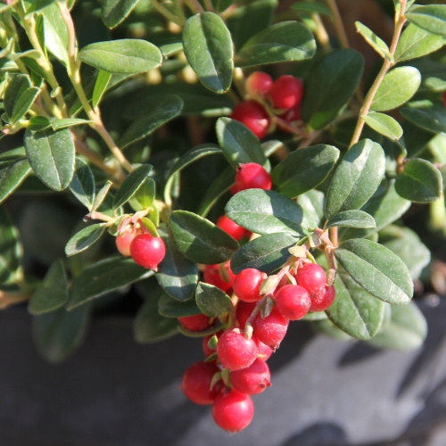Borůvky a brusinky - Brusinka'Fire Balls' květináč 2 litry, keř