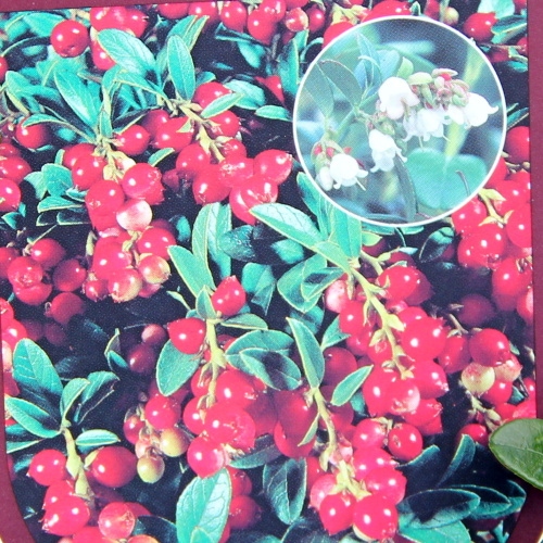 Borůvky a brusinky - Brusinka 'Koralle' květináč 2 litry, keř