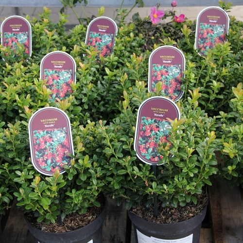 Brusinka 'Koralle' květináč 2 litry, keř-0